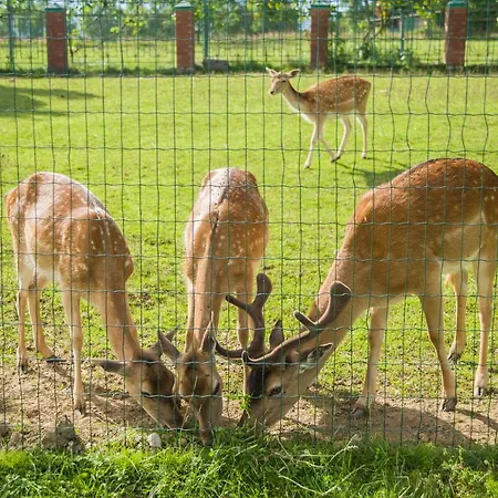 Resort Shepilska Relax Complex *