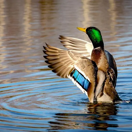 Shepilska Relax Complex Dolgoluka